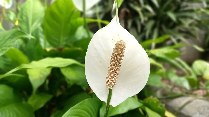 Peace Lilies are some of the most cheery plants you can grow in an office with windows to liven up the space