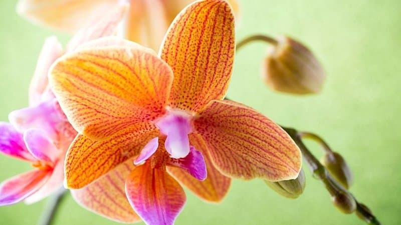 The petite orange orchid is a beginner-friendly plant you can grow for apartments