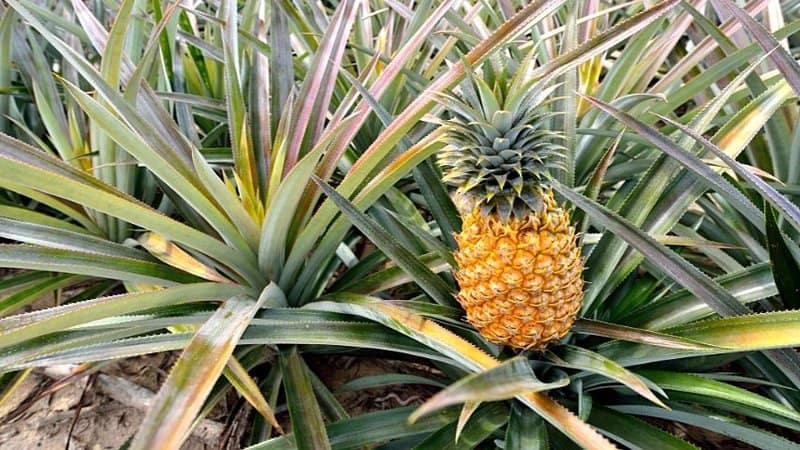 Another slow-growing yet low-maintenance plant you can grow in an aquaponics system is the Pineapple