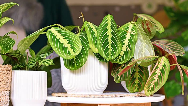 Place the Prayer Plant in a warmer area in the house during winter for it to receive the right temperature it needs