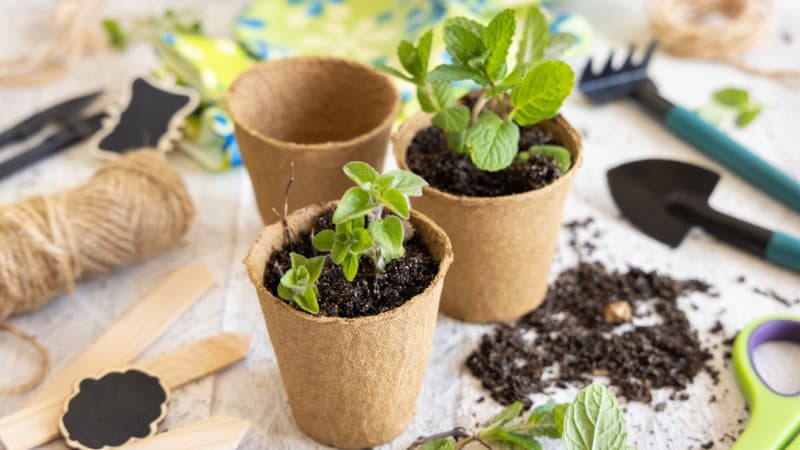 Place your seedlings into a container once you see two sets of leaves sprouting