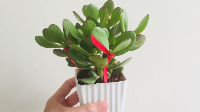 How to Repot a Jade Plant? #1 Best Guide 6