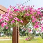 Plants with Pink Hanging Flowers (Garden plants)