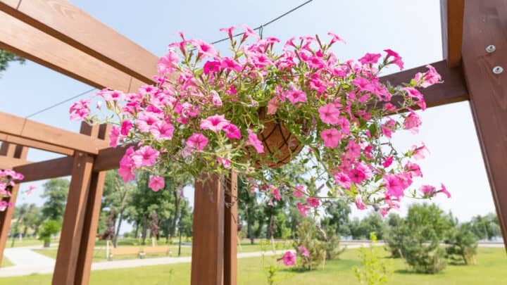10 Plants with Pink Hanging Flowers – Best Selection