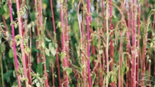 Plants with Red Stems