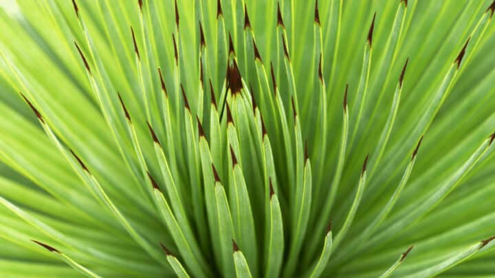 10 Plants with Spiky Leaves – Best Spiky List [2022]