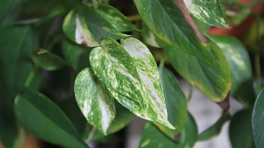 Pothos, known to be grown in hanging baskets due to their long stems, is another great plant to grow in a bathroom with no lights