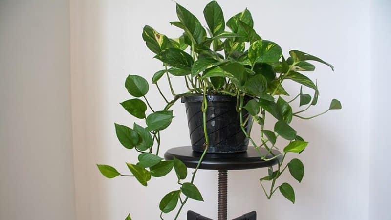 Pothos is another vine-like plant that can thrive in the low-light conditions of an office with no windows