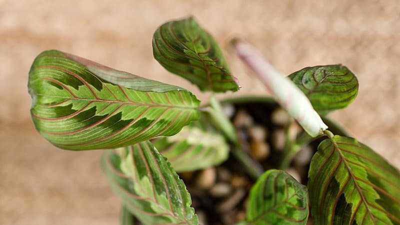 Prayer Plant is another gorgeous plant you can add to your growing plant collection for plant 