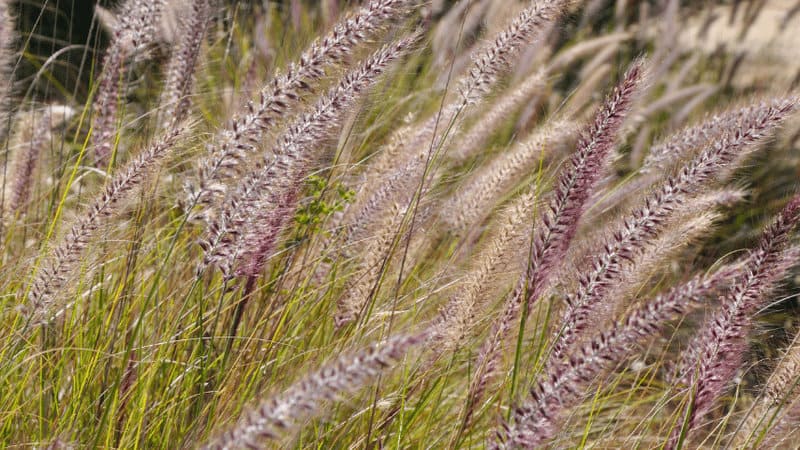 Purple Fountain Grass (Pennisetum setaceum 'Rubrum')