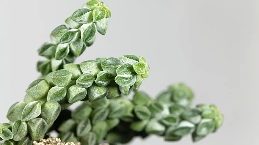Radiator Plants (Peperomia) are great plant options for filling up the vertical space of a wall; just make sure it's container's line with coco liners