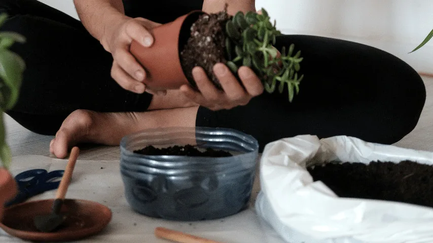 Repotting Jade Plants should be done every 2 to 3 years to help the roots expand