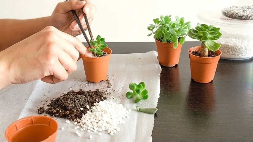 Repotting your Jade Plants frequently stress them out especially when you do it in the winter