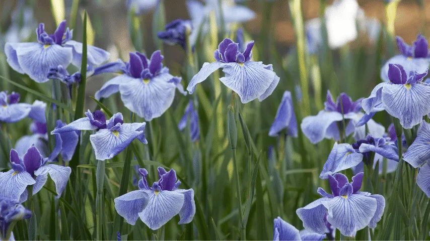 Reticulated Iris (Iris reticulata)