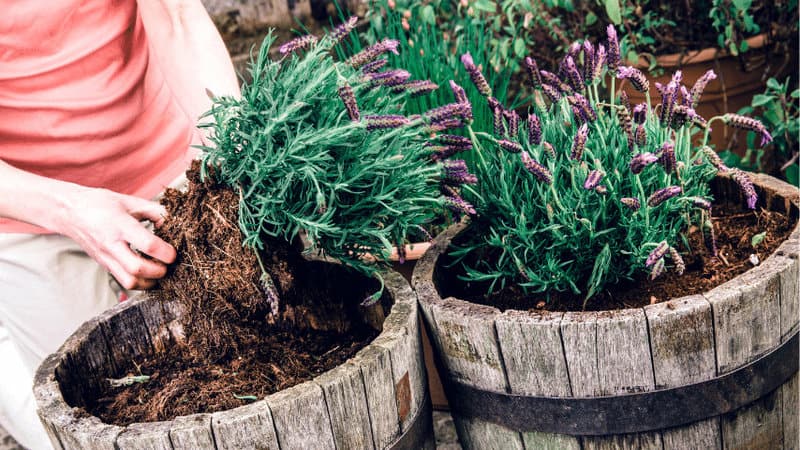 Root rot is literally when the roots of your lavender plant