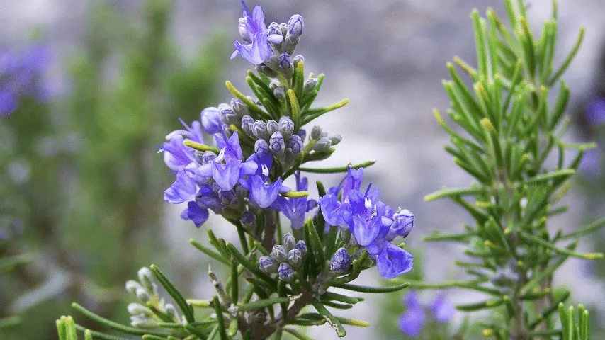 Rosemary is extremely drought tolerant suitable for wall planters