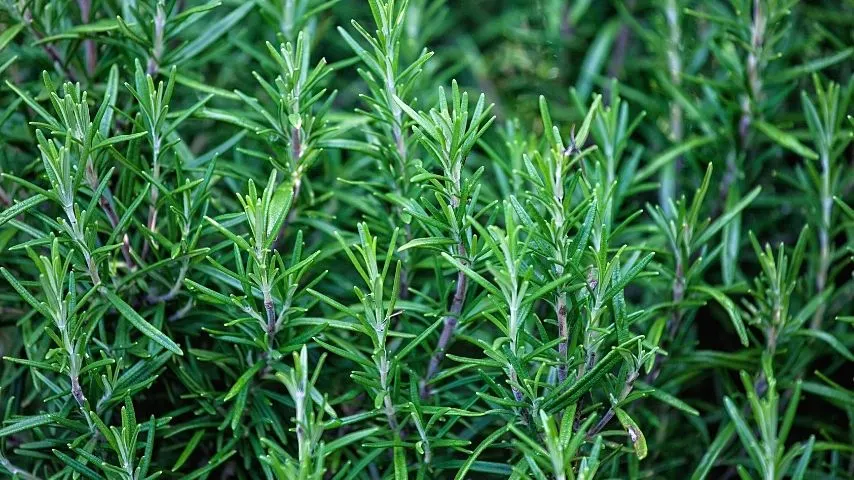 Rosemary is another plant that grows best in an aquaponics system due to its beautiful colors and other benefits