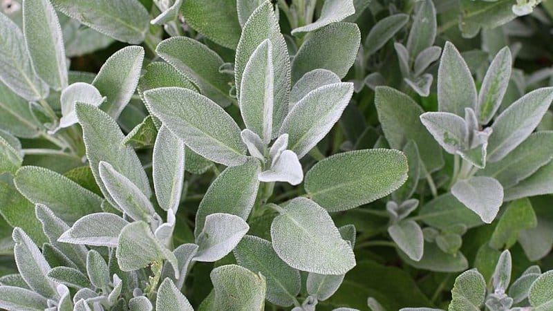 Sage is a grayish green herb that you can easily grow in an aquaponics system as it only requires a low-nutrient solution to thrive