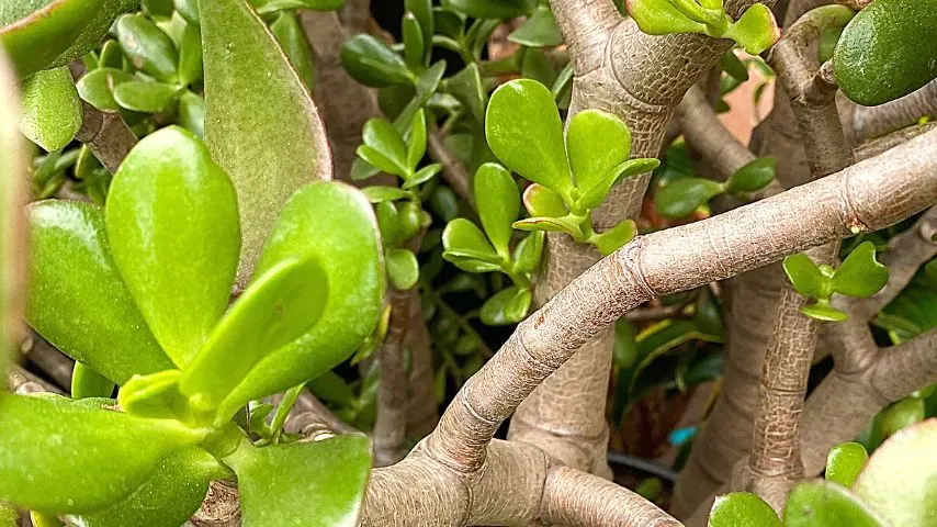 Select a healthy, disease-free stem from the Jade plant to root it successfully