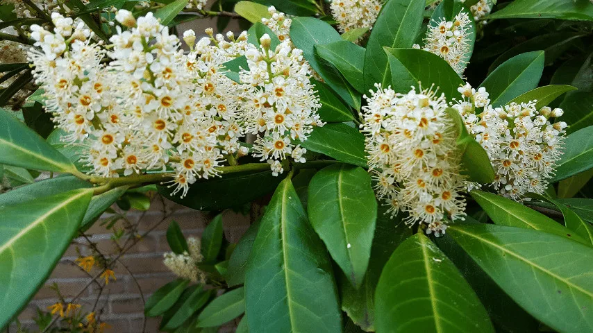Skip Laurel shrub that will grow tall and even produce some gorgeous flowers great for balcony