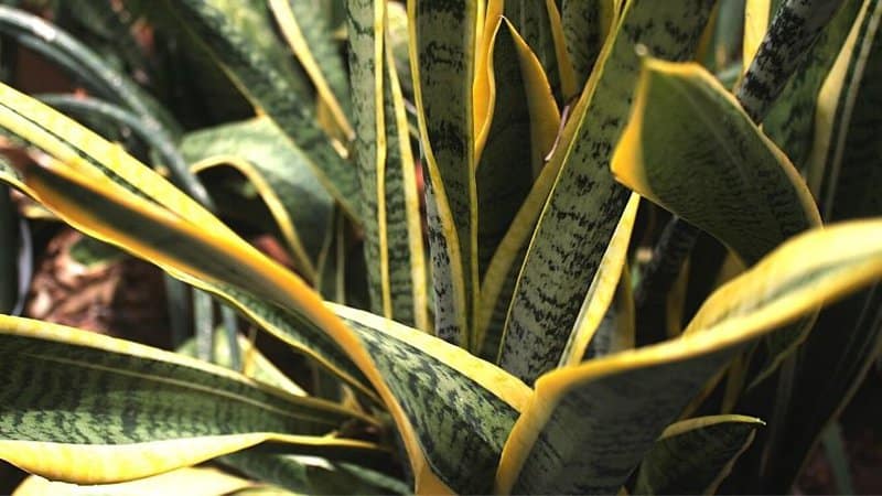 Snake Plant is another great plant to grow in a bathroom with no lights as it requires low maintenance