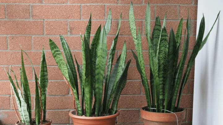 10 Crazy Plants with Spiky Leaves - Best Spiky List [2024]