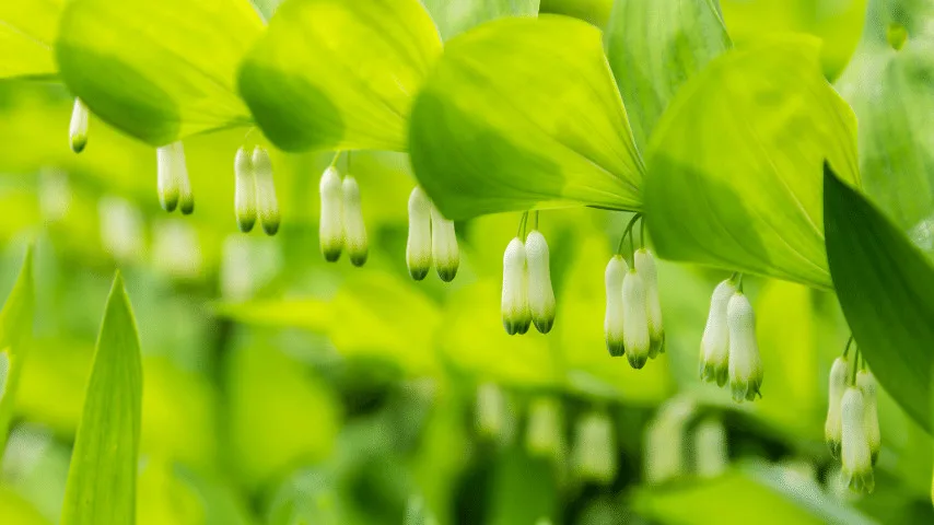 Solomon's seal flower looks great in a spectacular show with huge trees