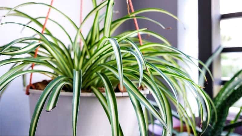 The Spider Plant is a great plant to grow in an office with windows as they're highly adaptable and durable