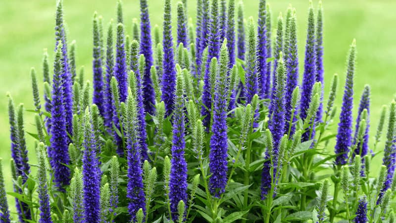 Spiked Speedwell (Veronica spicata 'Royal Candles')