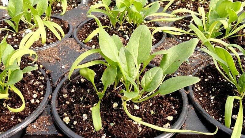 Another plant with pest-repellant properties that you can grow in an aquaponics system is the Spinach