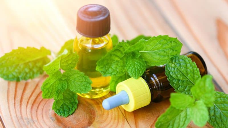 Spraying peppermint oil on your flowers can also prevent squirrels from munching on them