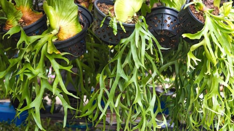 Staghorn Fern is another unique-looking plant to grow in a bathroom with no lights
