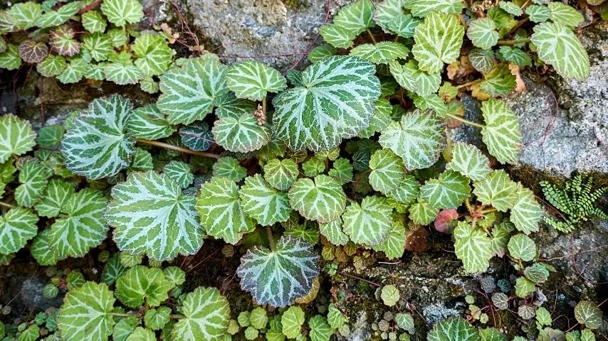 Strawberry Begonia (Saxifraga stolonifera) loves being in warm and humid places, hence, lining their containers with coco liners helps