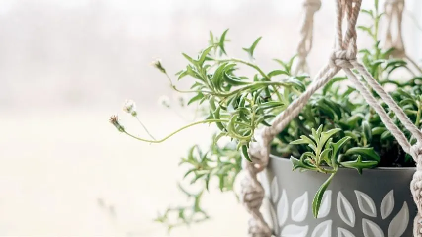 String of Dolphins (Senecio peregrinus) is a striking plant that you can plant in a container with coco liner
