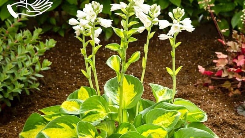 Sunset Grooves Hosta is suitable for window boxes as they are small-growing plants