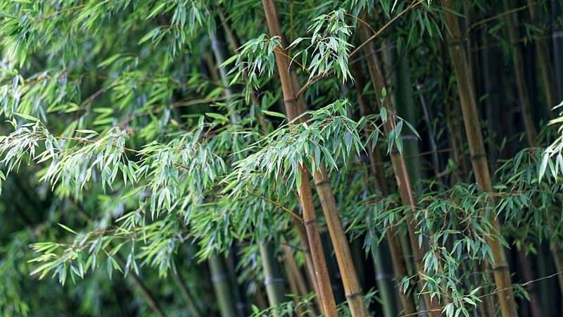 The Moso (Phyllostachys edulis) bamboo grows in China during the springtime, growing up to 2.4 feet in a few weeks