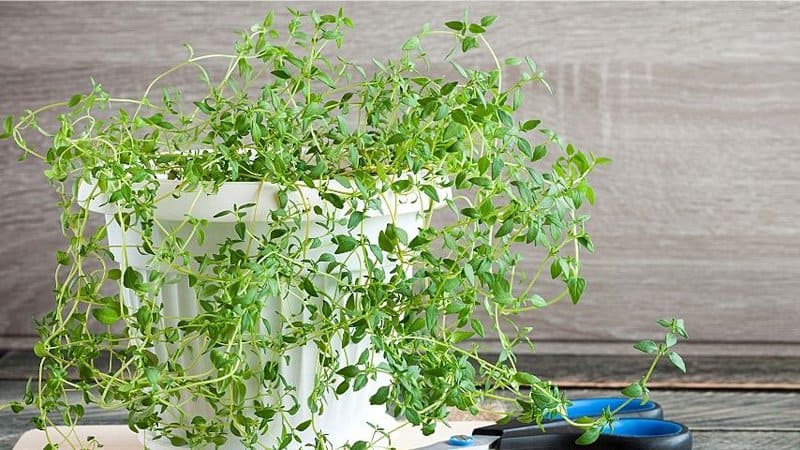 Thyme is another aromatic herb that you can easily grow in an aquaponics system