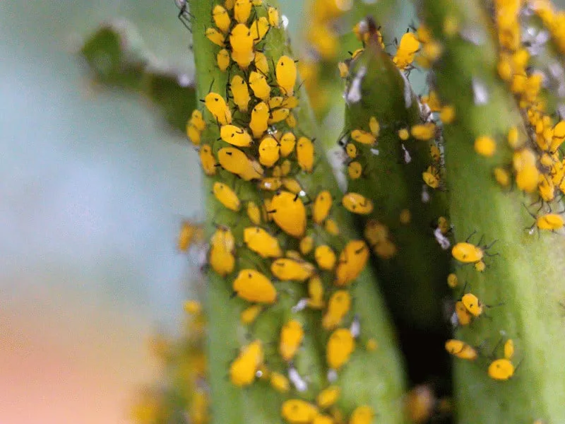 Tiny Yellow Bugs are mostly an Aphids