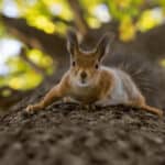 Tips how to keep squirrels away from fruit trees