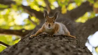 Tips how to keep squirrels away from fruit trees
