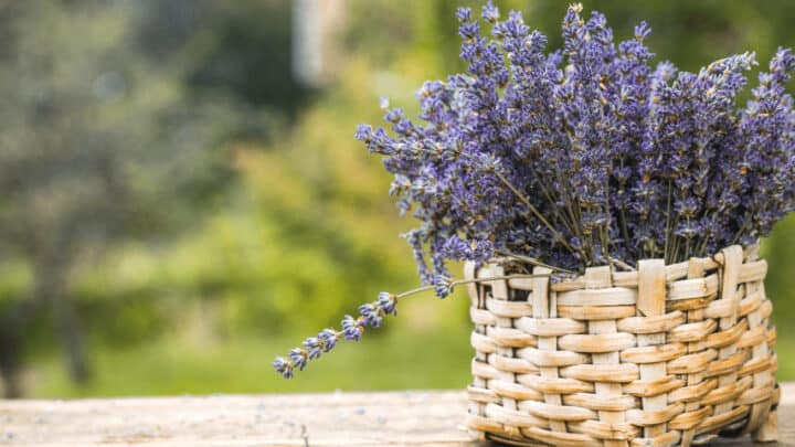 How to Revive a Dying Lavender Plant – 10 Best Tips