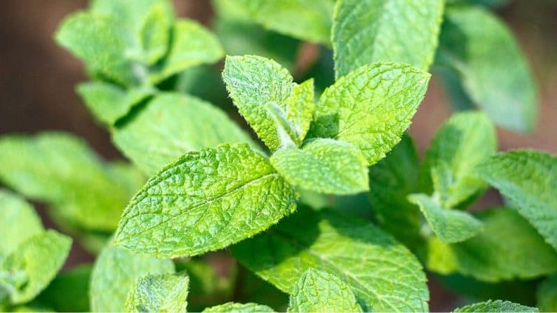 To avoid leggy growth in your Mint plant, relocate it in a sunnier area