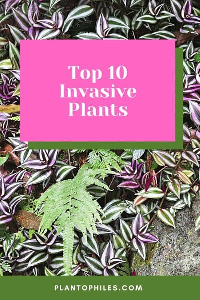Top 10 Invasive Plants