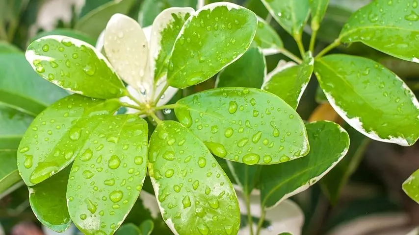 Though the Umbrella Tree can thrive in an office with windows, make sure never to neglect it as it will grow slower if you do