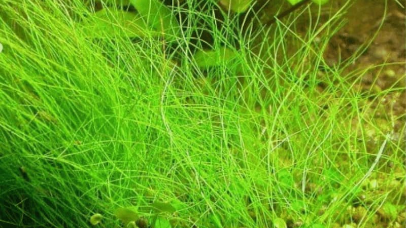 Umbrella Hair Grass