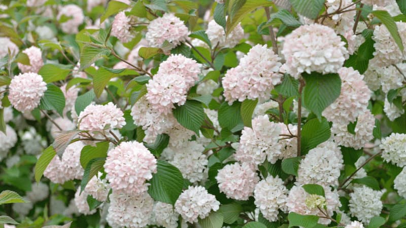 Viburnum beautiful white flowers enjoy the sun but will grow in shaded areas of balcony