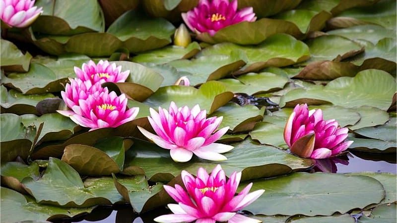 Water Lilies are another low-maintenance plants you can easily grow in an aquaponics system