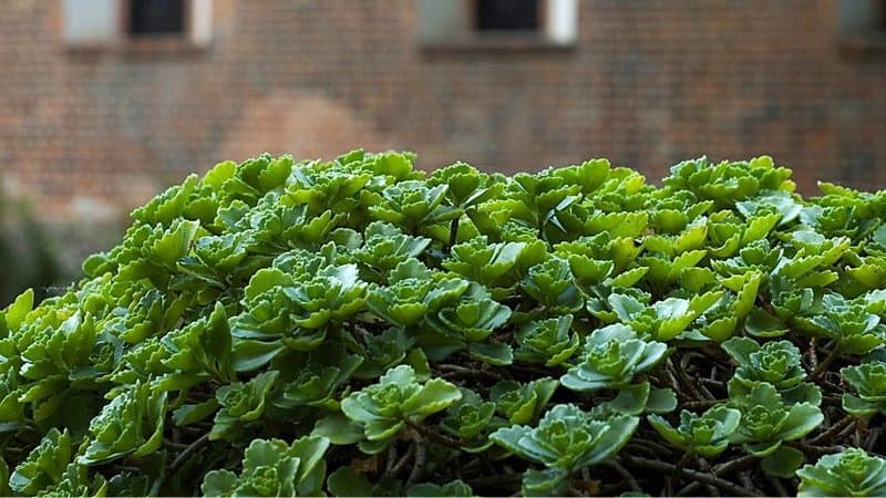 Watercress is another low-maintenance herb that you can grow in an aquaponics system
