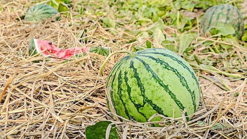 Despite being a high-nutrient requiring plant, you can grow Watermelon in an aquaponics system due to its high water content