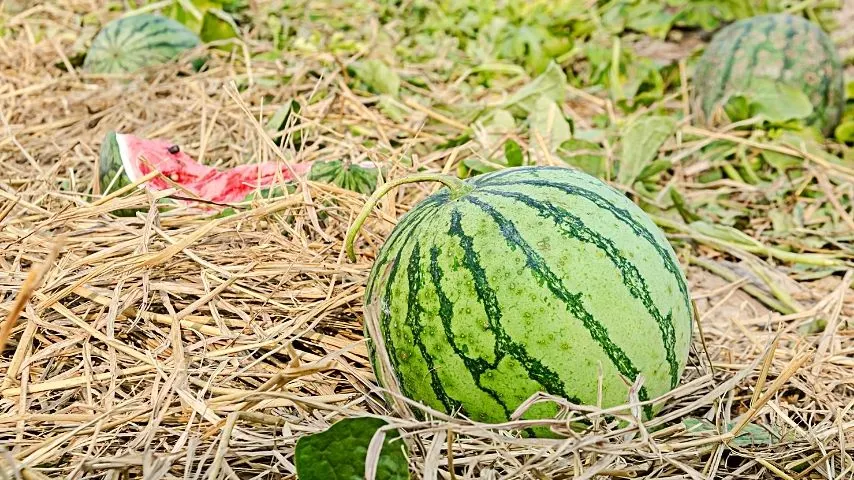 Despite being a high-nutrient requiring plant, you can grow Watermelon in an aquaponics system due to its high water content